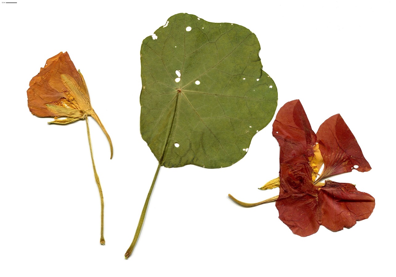 Tropaeolum majus (Tropaeolaceae)